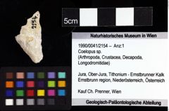 Foto (Objket + Etiketten) von Coelopus sp. 